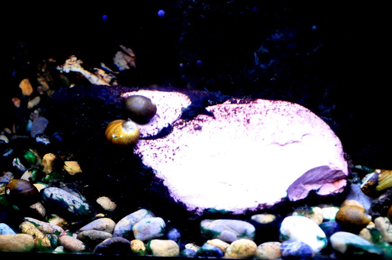 石巻貝と淡水シジミを定期補充 ｍｙ ｌｉｆｅ ｍｙ ｈｏｂｂｙ