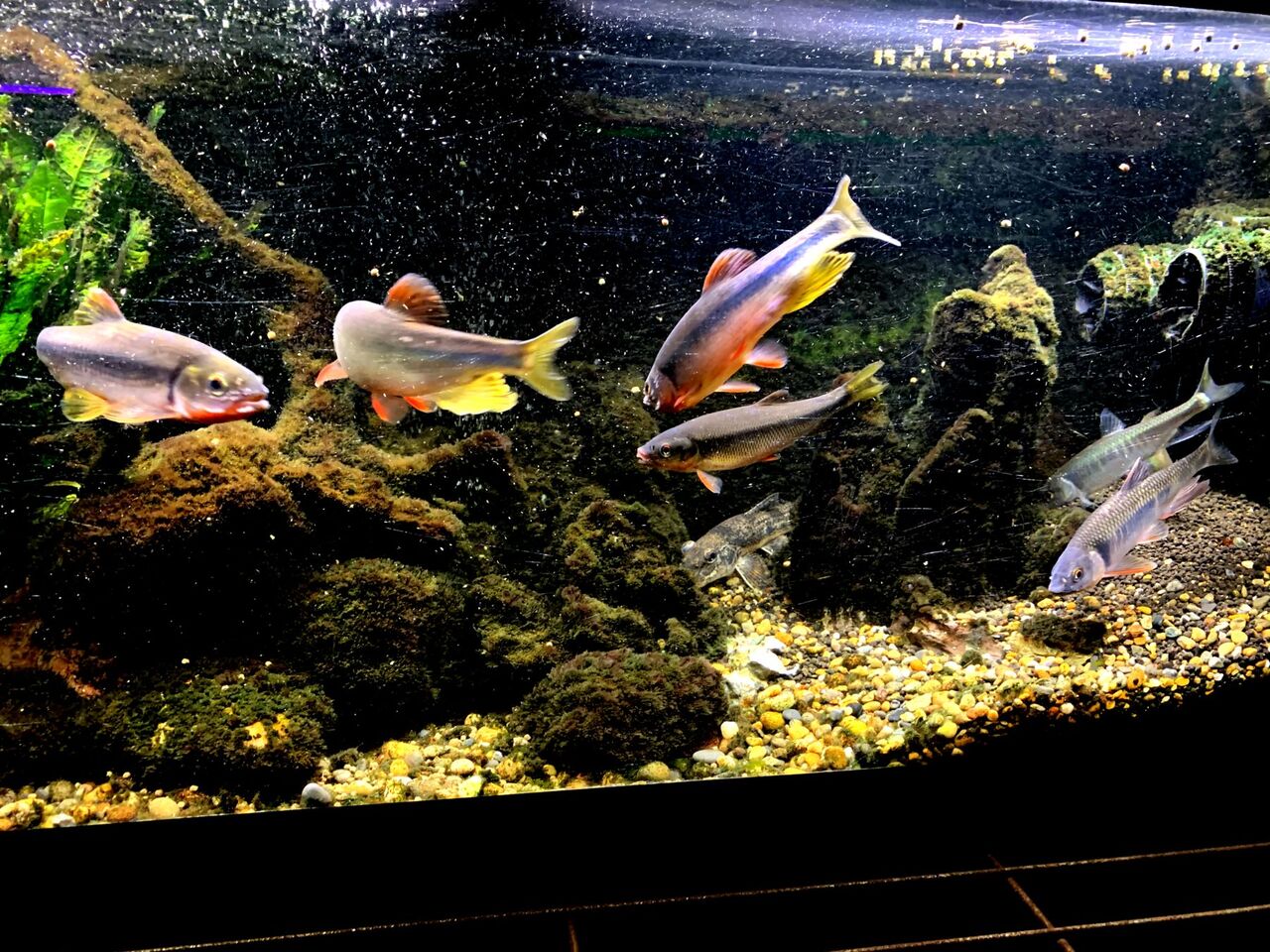 ｍｙ ｌｉｆｅ ｍｙ ｈｏｂｂｙ 日淡オイカワ混泳水槽