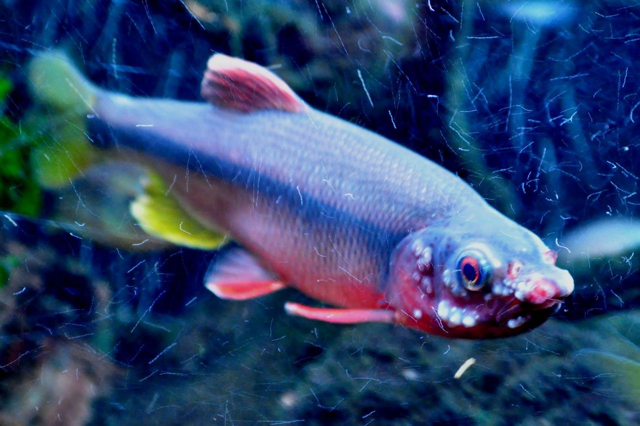 ヌマムツの近況 ｍｙ ｌｉｆｅ ｍｙ ｈｏｂｂｙ