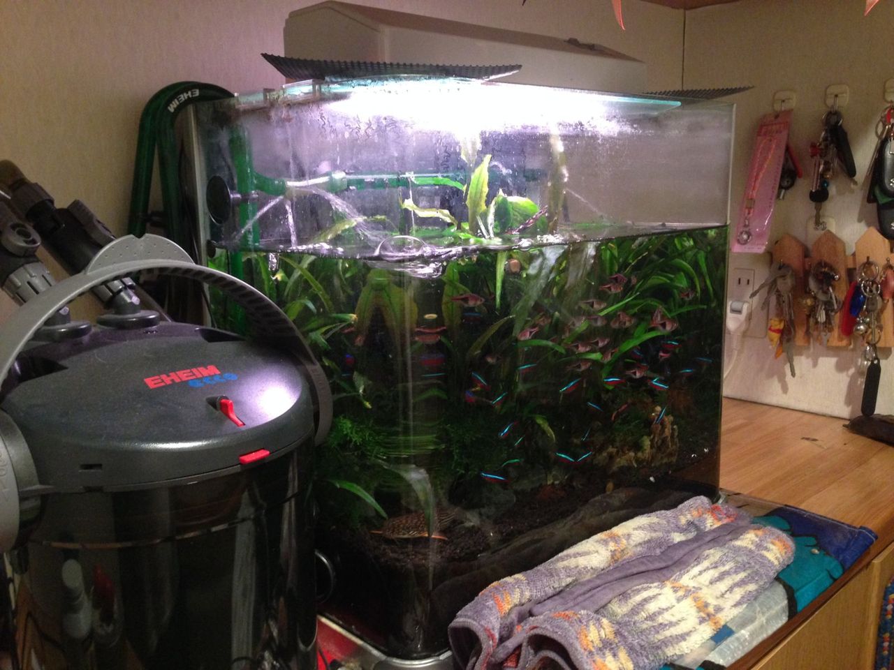 悪夢で大仕事 熱帯魚水槽リプレース my life my hobby 悪夢で大仕事 熱帯魚水槽リプレース my life my hobby