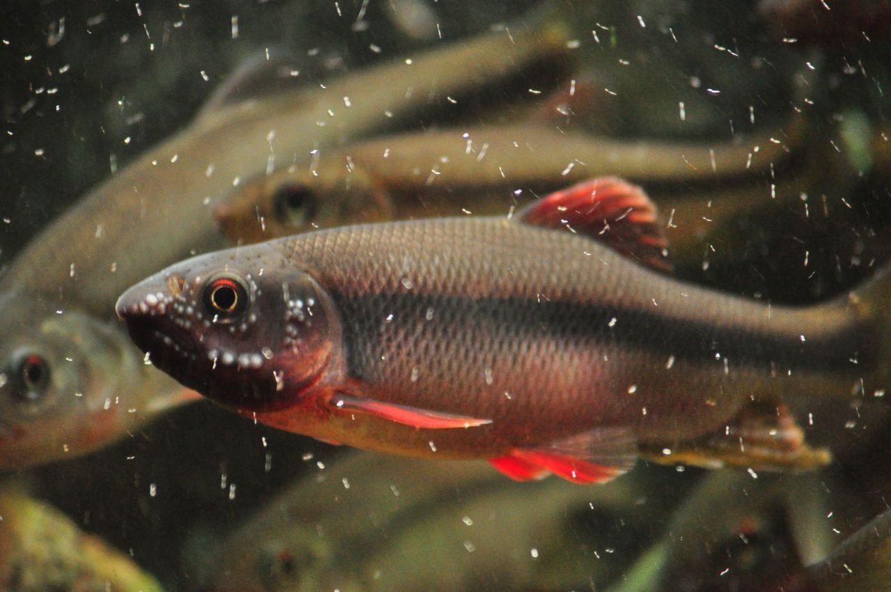 ヌマムツ 婚姻色maxも奪還目指す若手も登場 ｍｙ ｌｉｆｅ ｍｙ ｈｏｂｂｙ