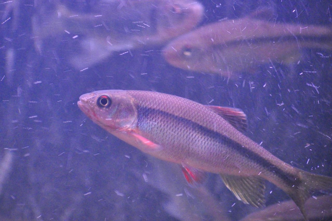 婚姻色上昇気配 ヌマムツ編 ｍｙ ｌｉｆｅ ｍｙ ｈｏｂｂｙ