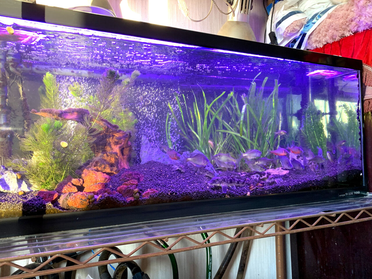 水換え タナゴ水槽 ｍｙ ｌｉｆｅ ｍｙ ｈｏｂｂｙ