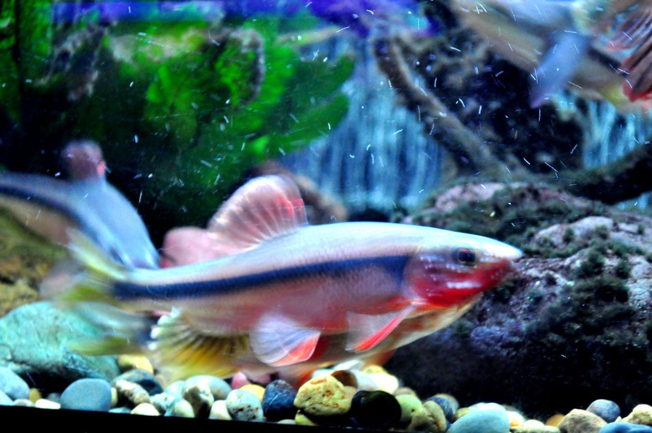 ヌマムツの産卵行動 ｍｙ ｌｉｆｅ ｍｙ ｈｏｂｂｙ