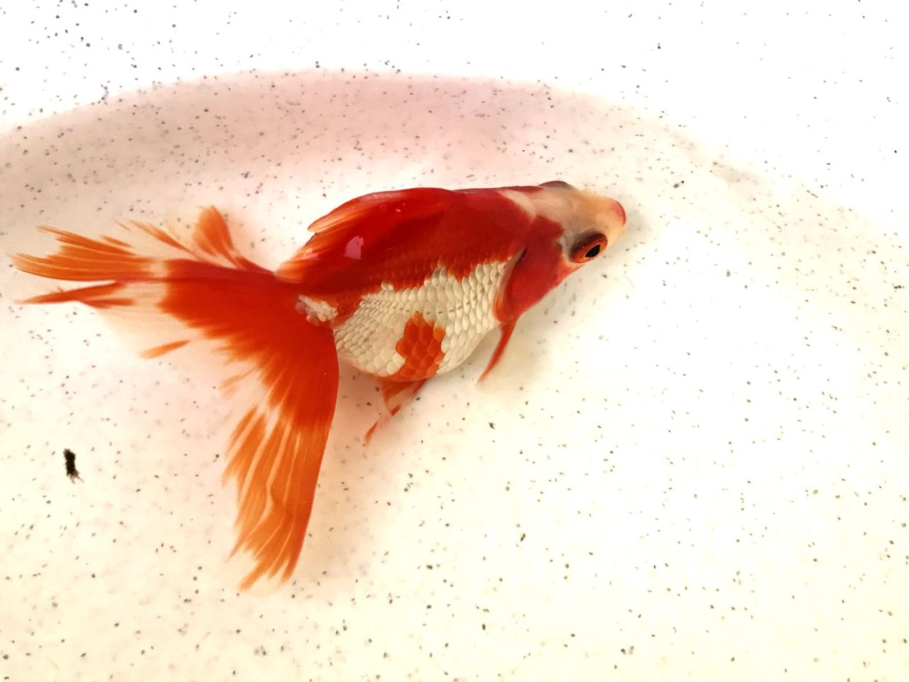 金魚経過観察 my life my hobby 金魚経過観察 my life my hobby