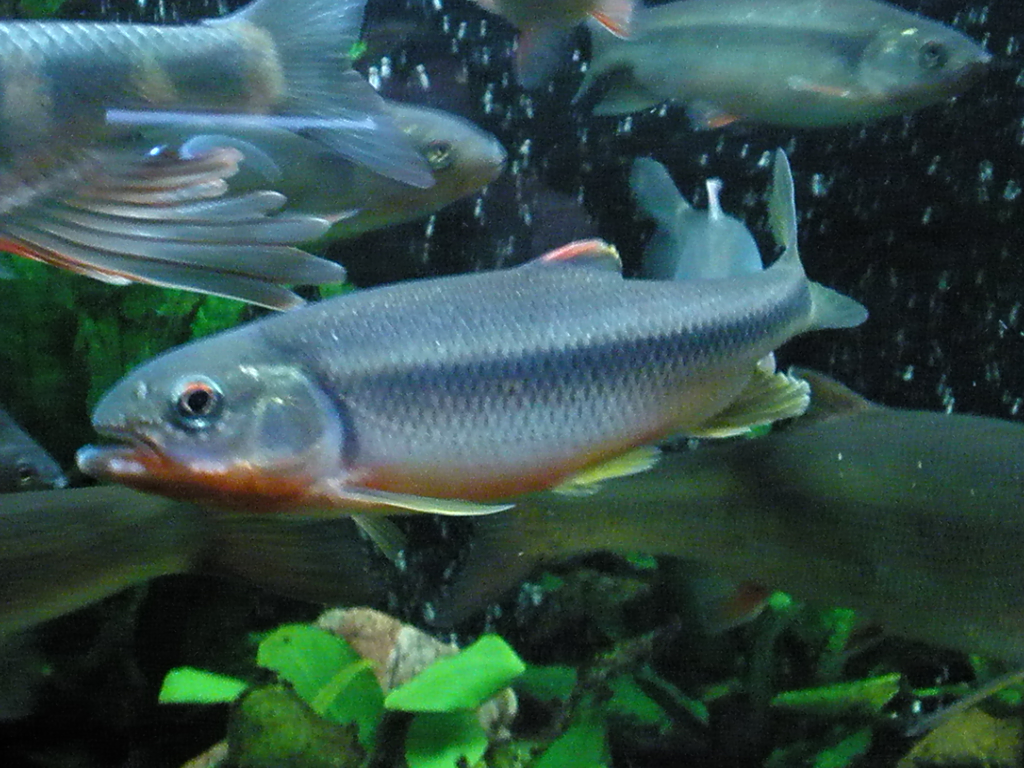 婚姻色 オイカワよりムツ類が先手 ｍｙ ｌｉｆｅ ｍｙ ｈｏｂｂｙ