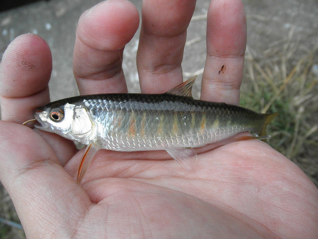 冬のオイカワは不思議というか謎というか ｍｙ ｌｉｆｅ ｍｙ ｈｏｂｂｙ