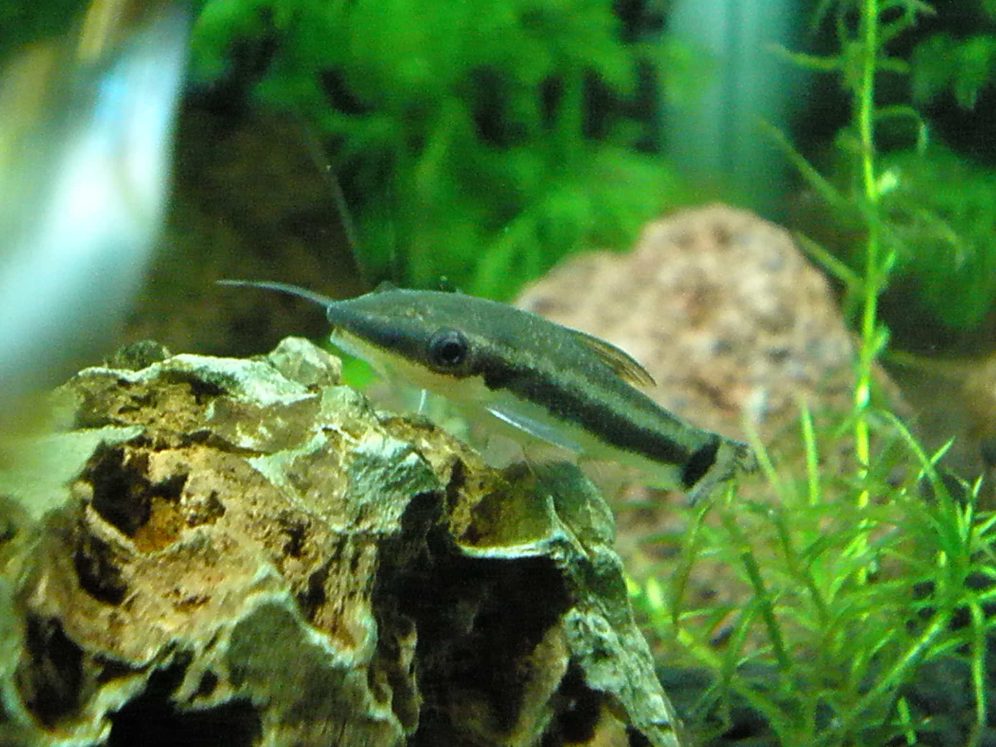 09年11月12日 熱帯魚の近況 ｍｙ ｌｉｆｅ ｍｙ ｈｏｂｂｙ