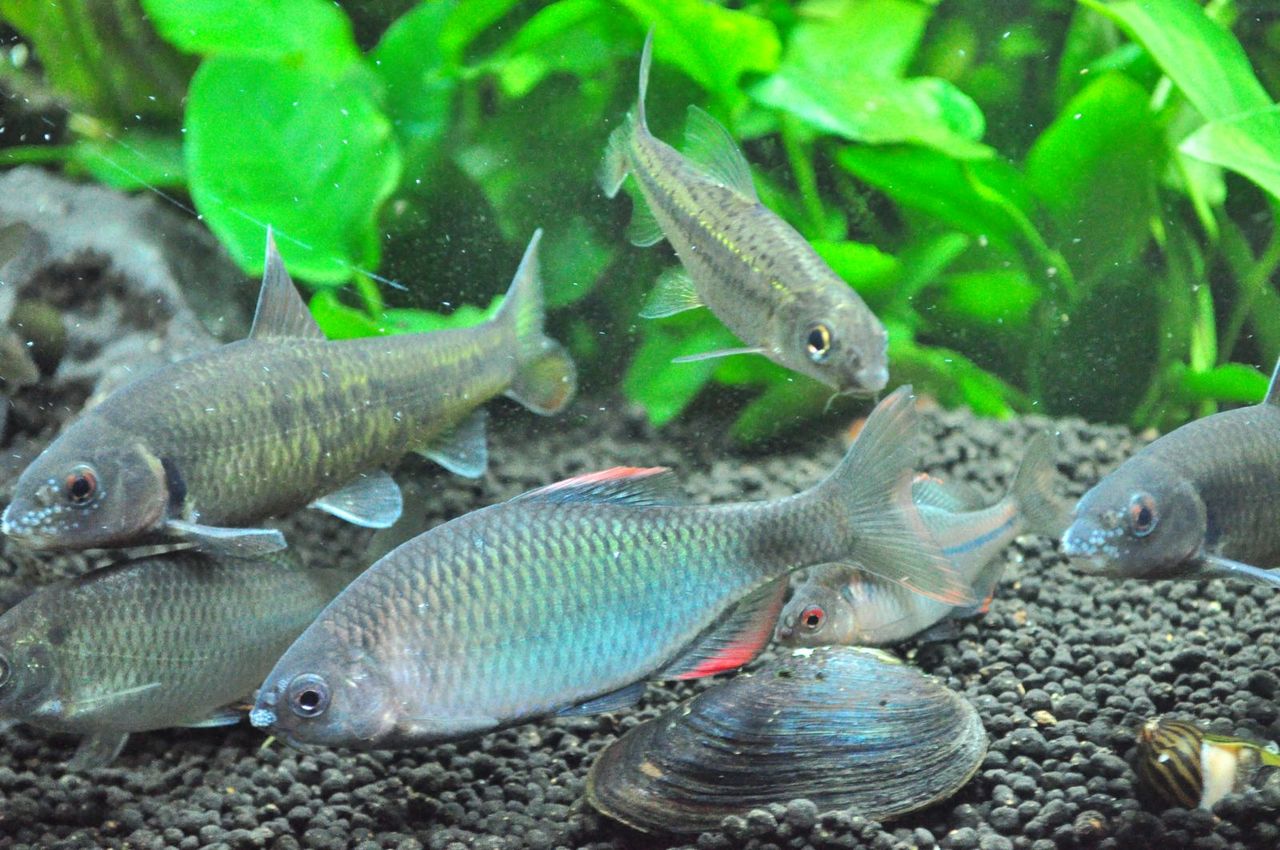 最近不運続き パート4 タナゴ混泳水槽編 my life my hobby 最近不運続き パート4 タナゴ混泳水槽編 my life my hobby