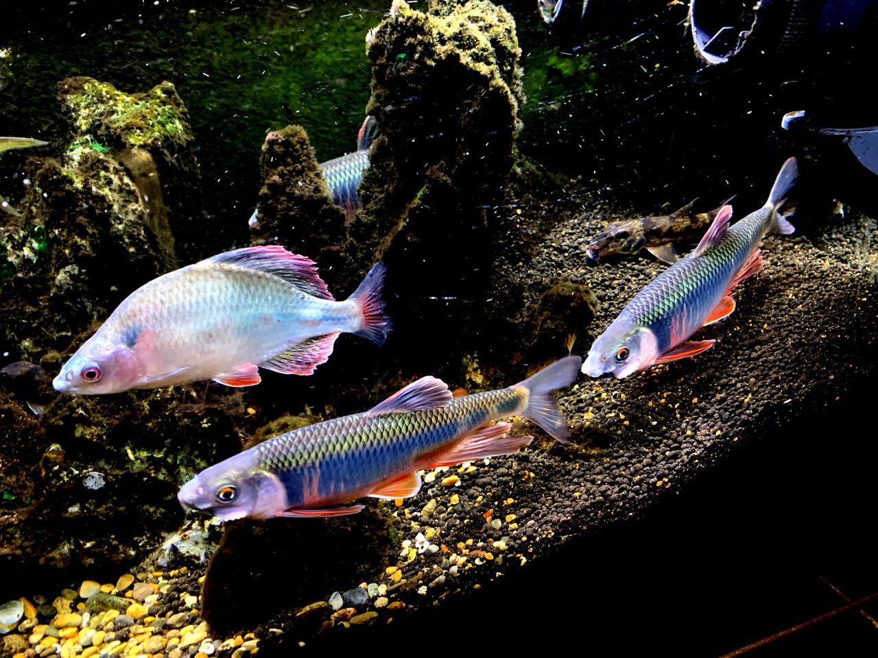 オイカワ水槽のカネヒラ ｍｙ ｌｉｆｅ ｍｙ ｈｏｂｂｙ
