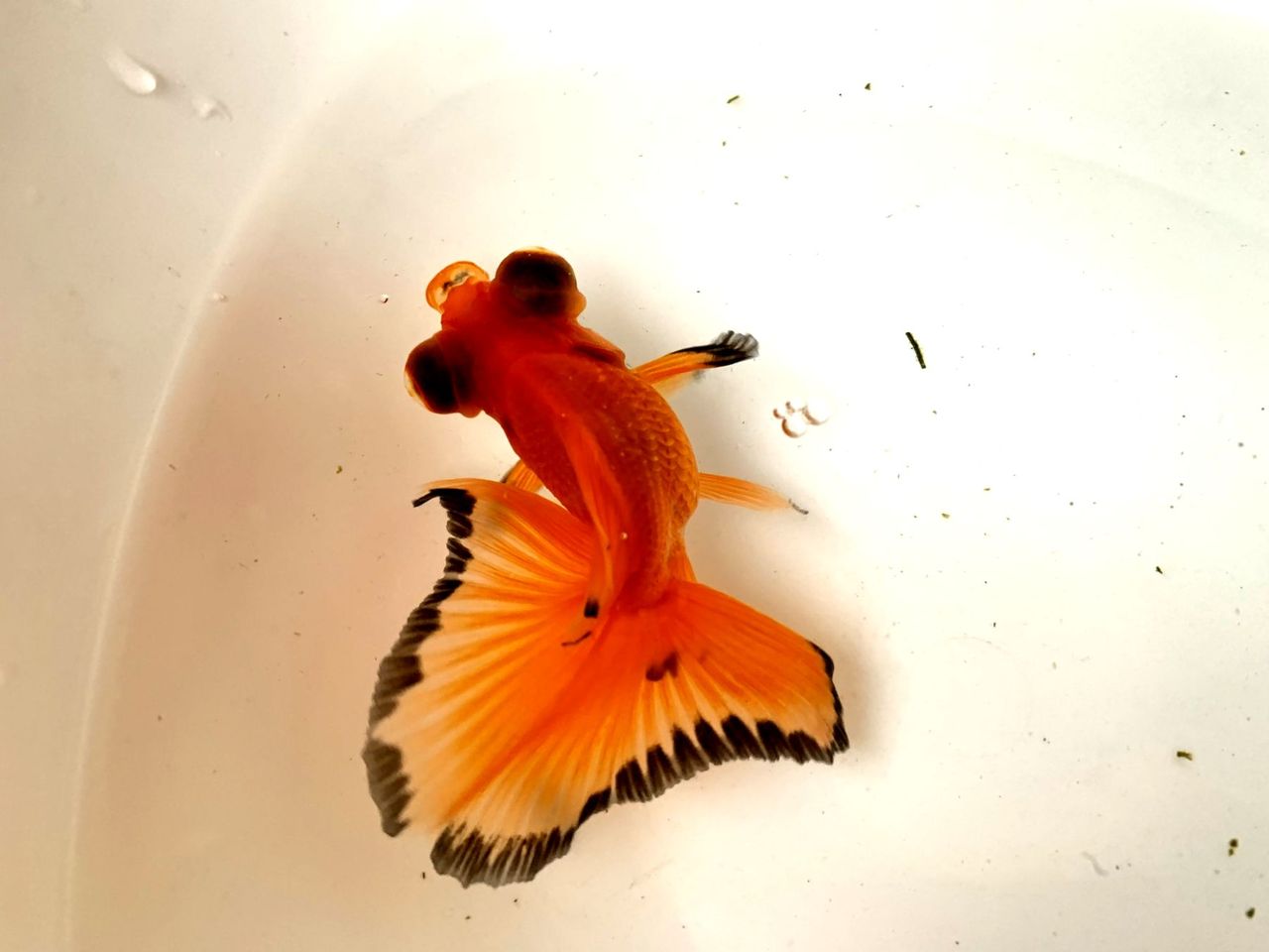 二週に亘ってやってきた金魚の仲間達 my life my hobby 二週に亘ってやってきた金魚の仲間達 my life my hobby
