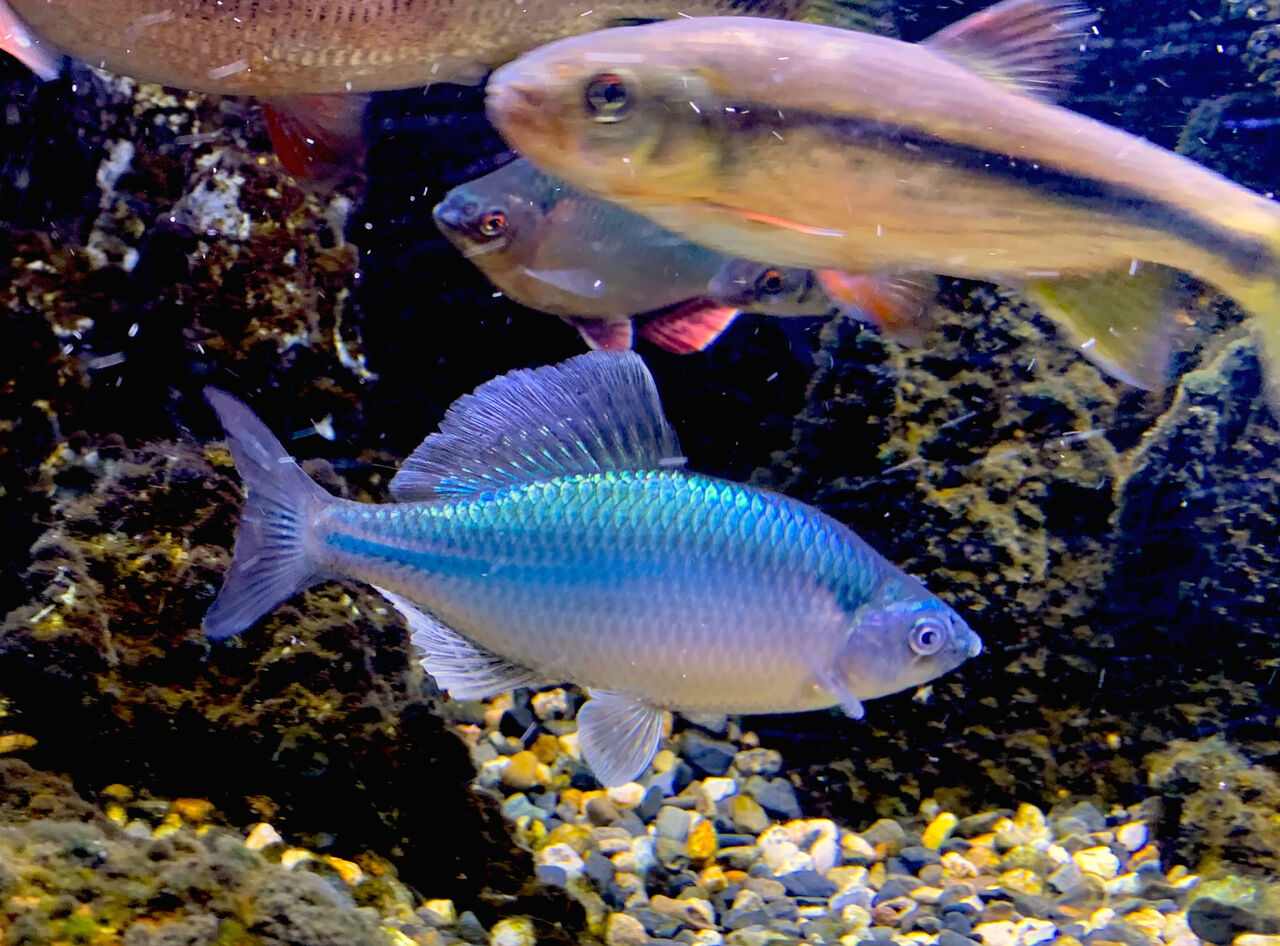 メタリック カネヒラ 淡水魚）カネヒラ 10～12㎝ ブルー 1円スタート 