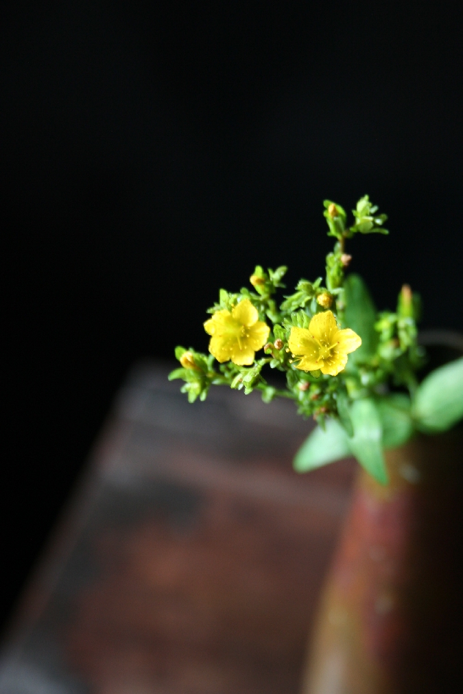 弟切草 おとぎりそう 妙花抄 三