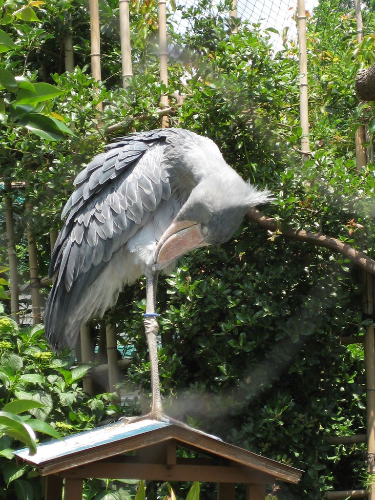 動物の写真HP－ハシビロコウ