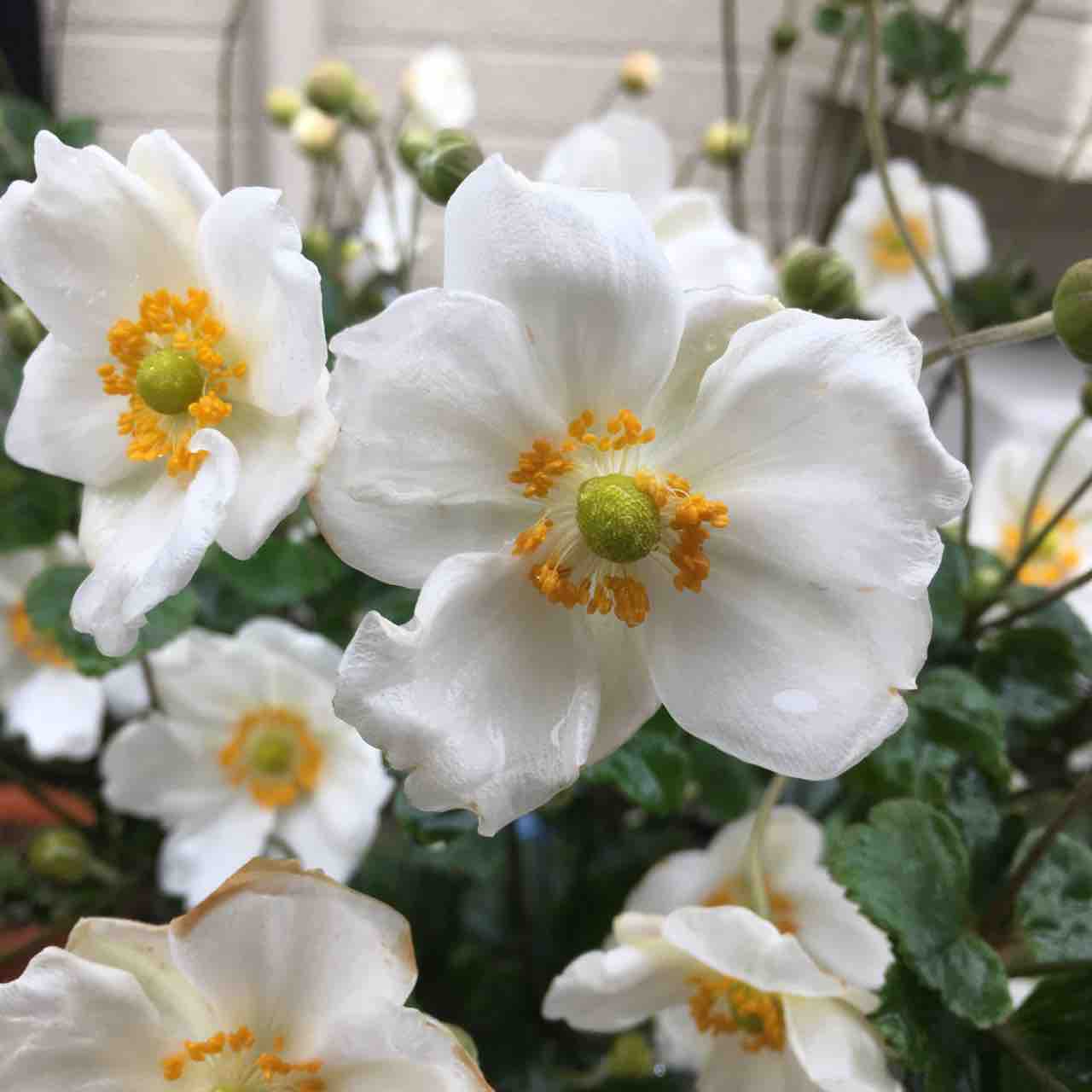 シュウメイギクが花盛り 手仕事が好きな事務員の日々のくらし シュウメイギクが花盛り 手仕事が好きな事務員の日々のくらし
