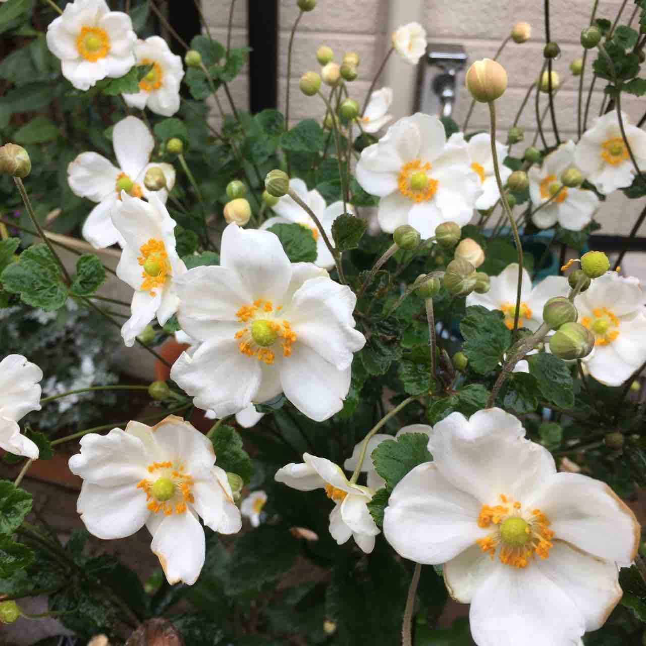 シュウメイギクが花盛り 手仕事が好きな事務員の日々のくらし シュウメイギクが花盛り 手仕事が好きな事務員の日々のくらし