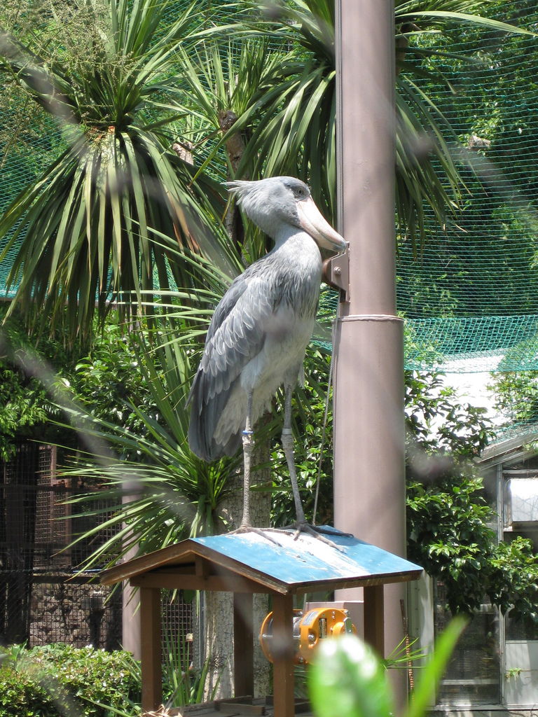 ハシビロコウ - Wikipedia