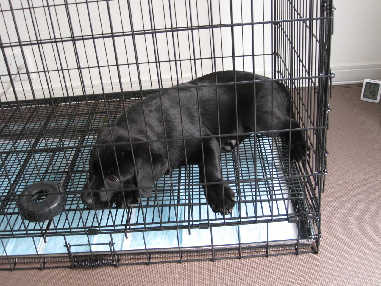 ラブラドールレトリバーの仔犬に遊んでもらった話 手仕事が好きな事務員の日々のくらし