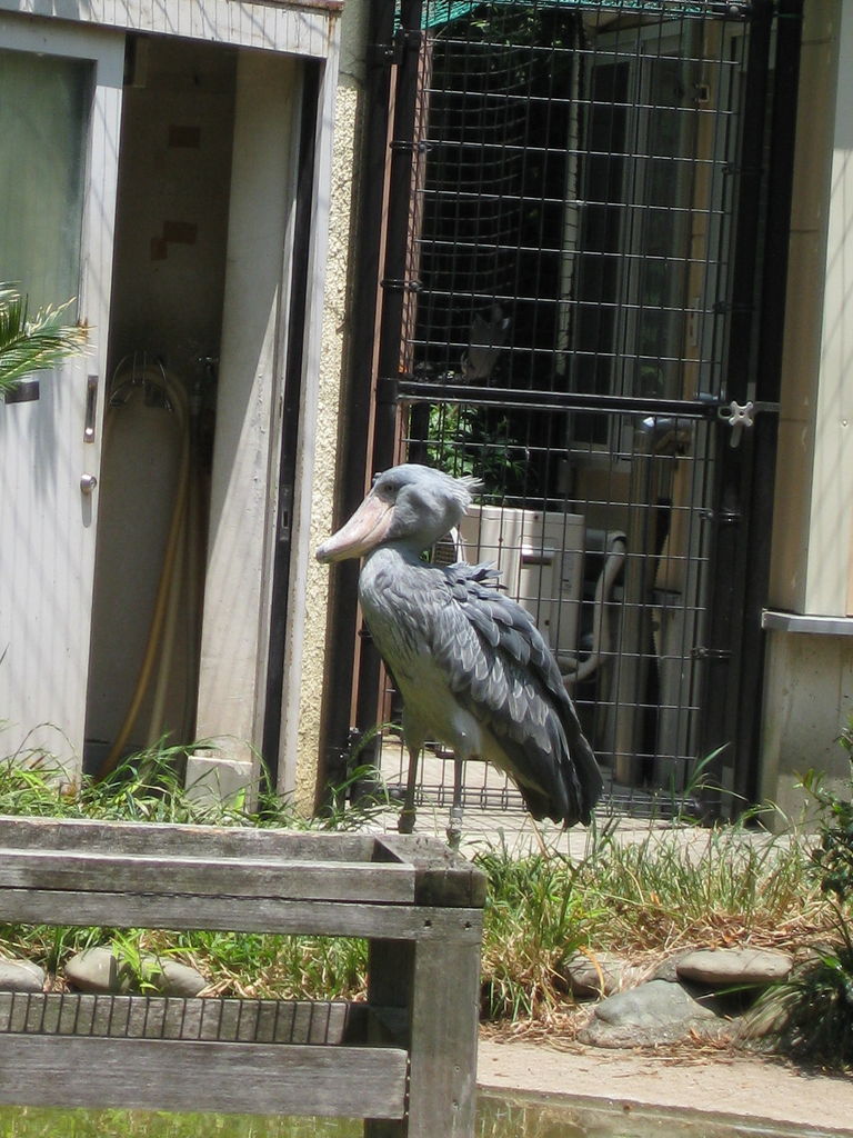 上野動物園に行ってきました2【ハシビロコウ編】 : 手仕事が好き