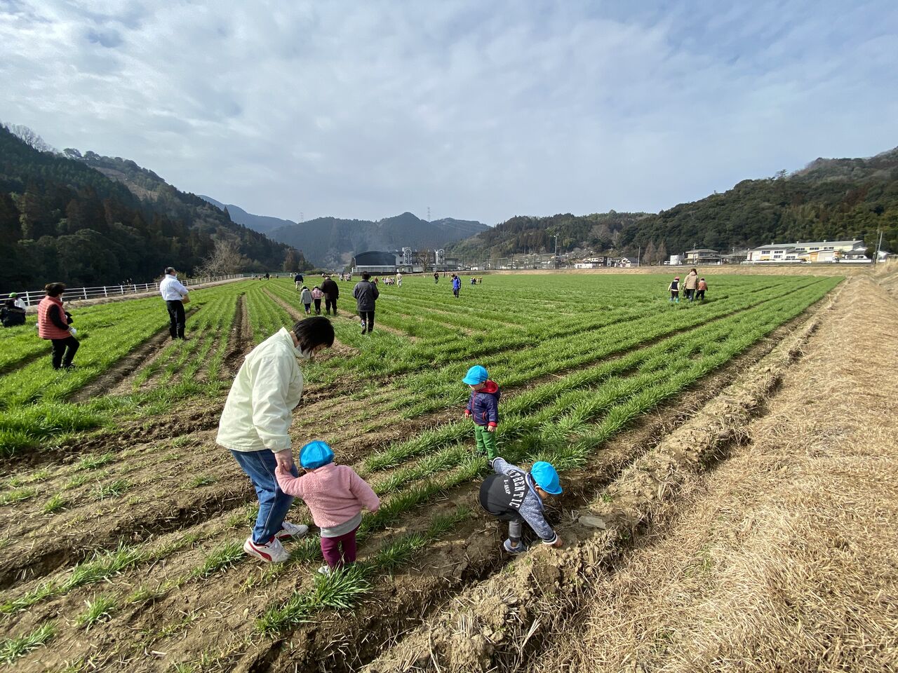 麦踏み にこにこだより