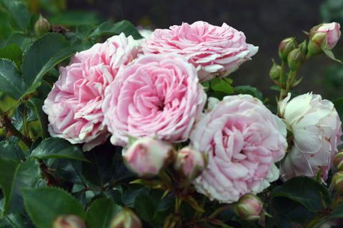 12_DSC_0547_グレーテル