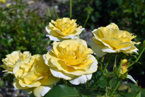 03_DSC_0494_レヨン・ドゥ・ソレイユ