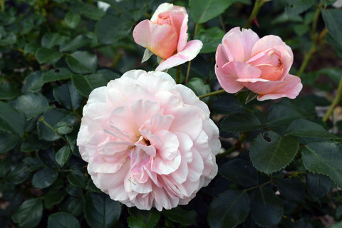 11_DSC_0541_ザンガーハウザー・ユビレウムスローズ