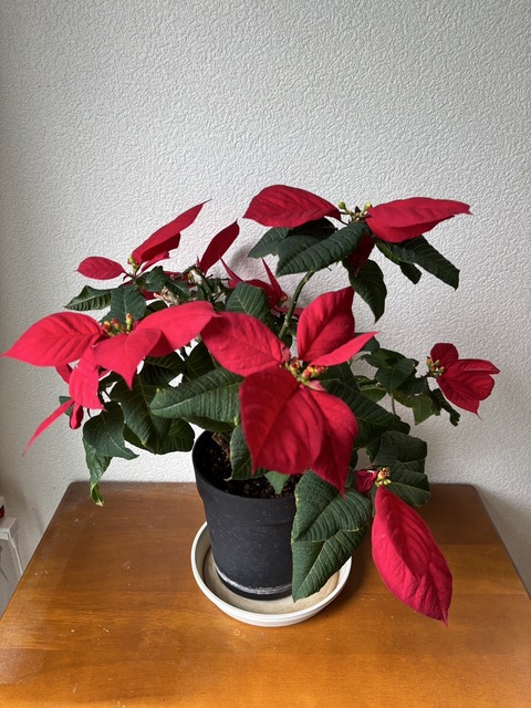 20250403_ポインセチア