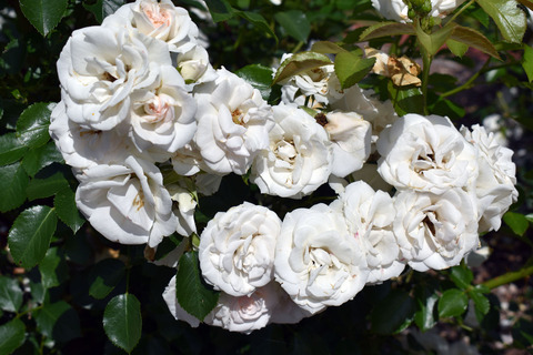 08_DSC_0498_アスピリン・ローズ