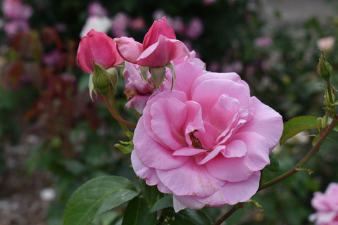 09_DSC_0526_アース・ソング