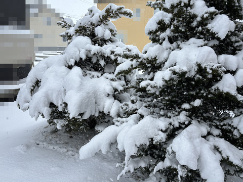 2025_1119_初除雪