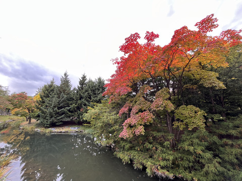 image_50416129