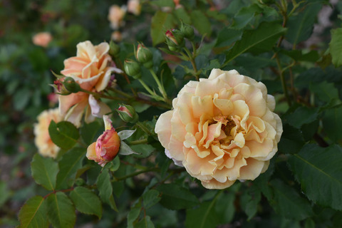 10_DSC_0508_ガラメラ