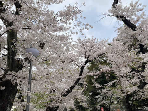 image_50406401