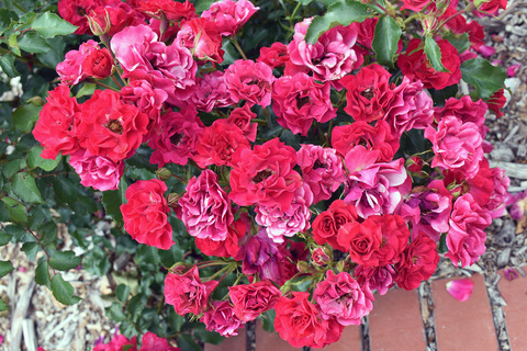 05_DSC_0474_ロッティリア