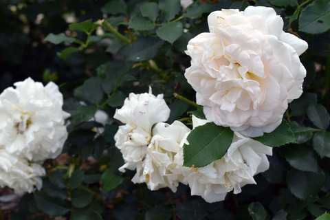 02_DSC_0465_コスモス