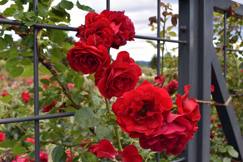 01_DSC_0470_ロートケプヘン