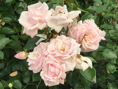 20180720_074917186_iOS