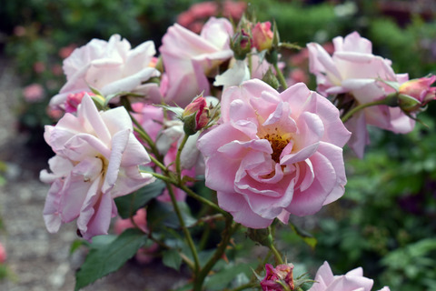 04_DSC_0488_ニンフェンブルク