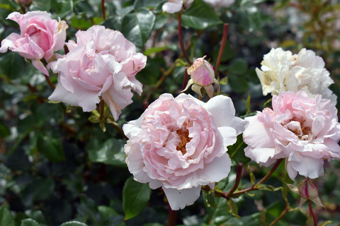 06_DSC_0490_コンスタンツェ・モーツァルト