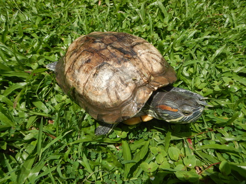 DSCN9263