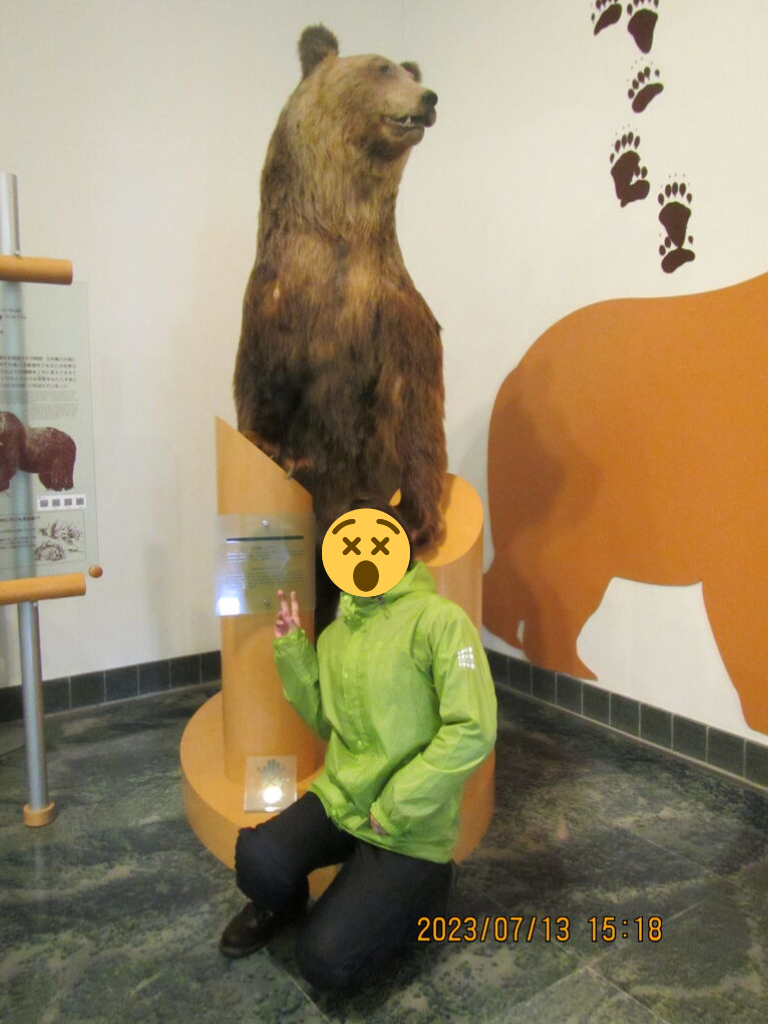 ヒグマのはく製