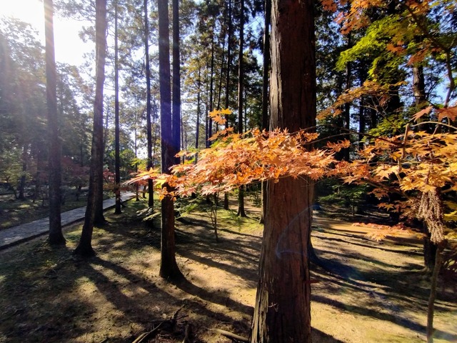 IMG_20221108_094651072~2