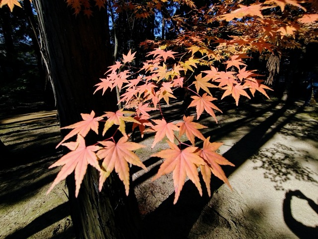 IMG_20221108_094539560~2