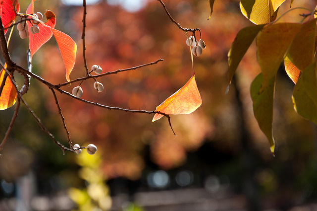 DSC_5270_dev