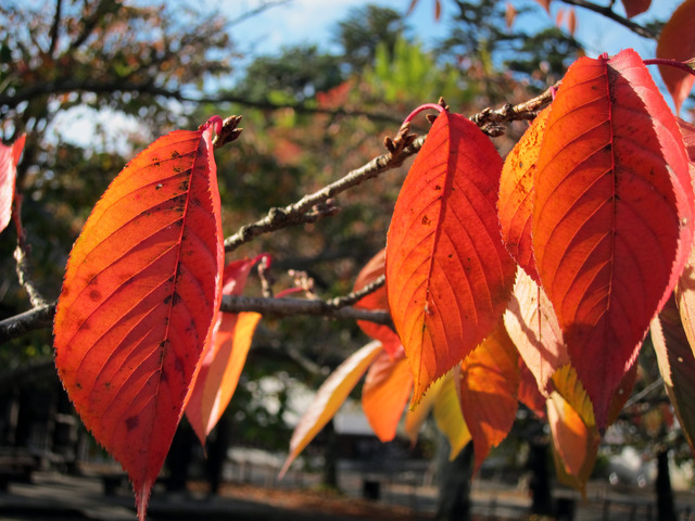 IMG_1701_dev