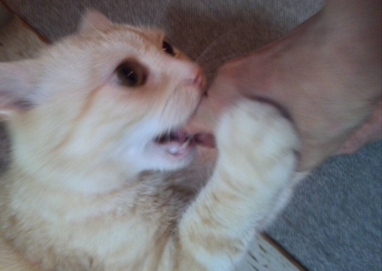 猫に関する不思議な話 猫は毛皮を変えて返ってくる 他 ミスト 猫に関する不思議な話 猫は毛皮を変えて返ってくる 他 ミスト