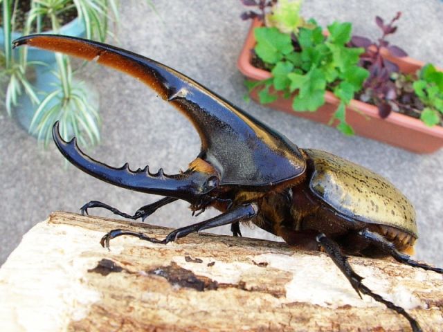 画像 ムシキングマニアの俺が世界のカブトムシとクワガタムシを紹介するよ ミスト 画像 ムシキングマニアの俺が世界のカブトムシとクワガタムシを紹介するよ ミスト