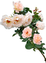 rose_i_rococo_01