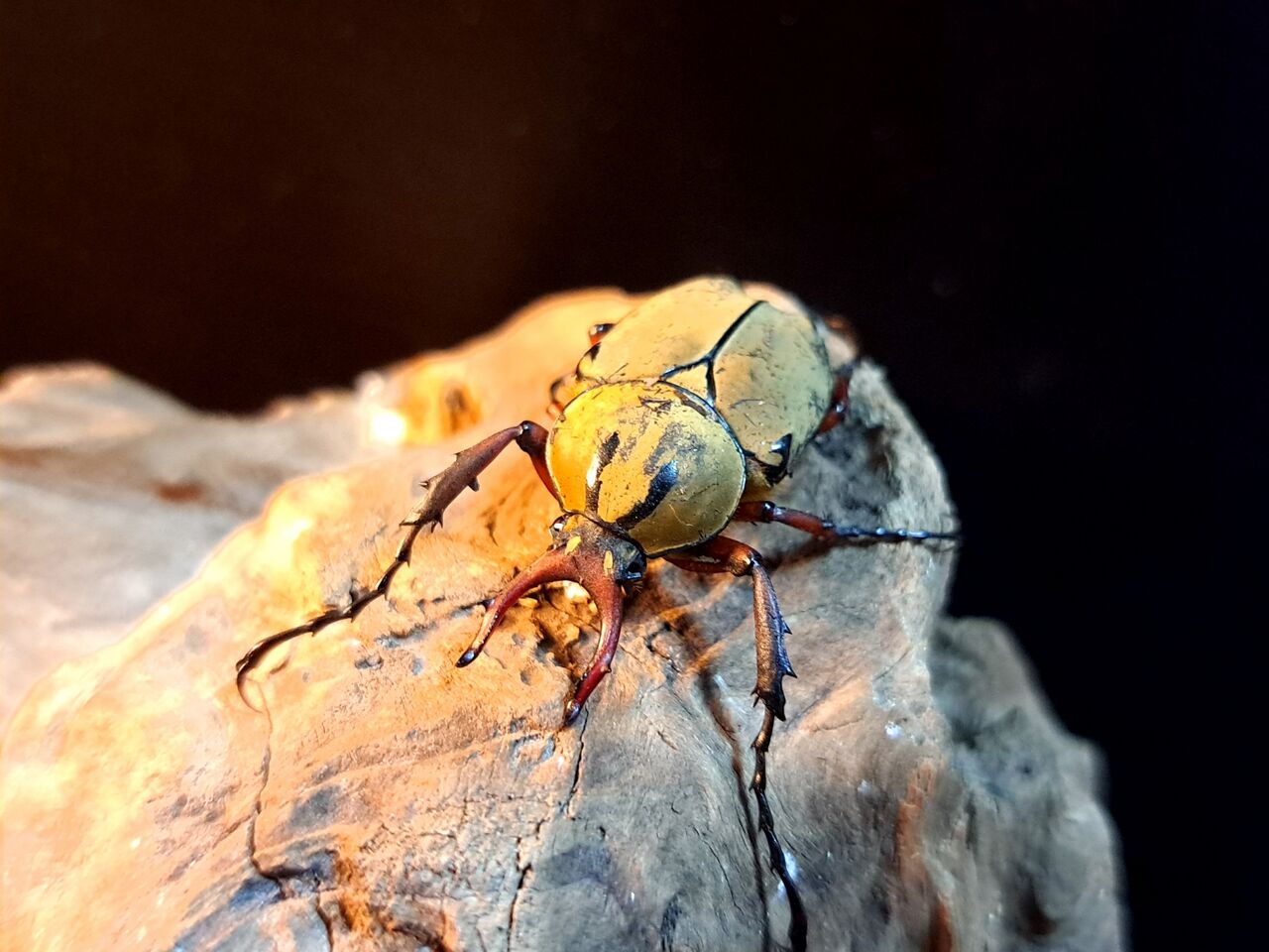 新種のツノハナムグリ チェンリアエ : MOVE UP BREEDING